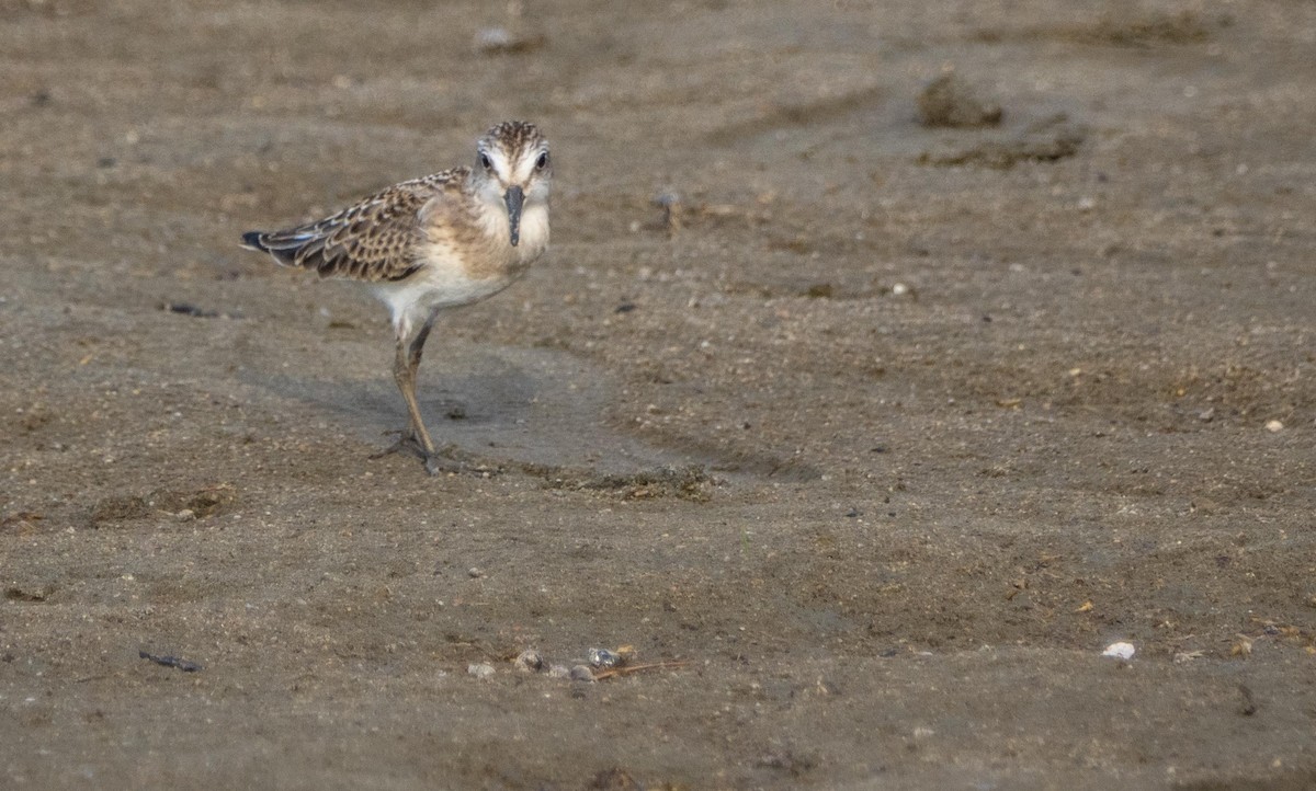 Semipalmated Sandpiper - ML645194125
