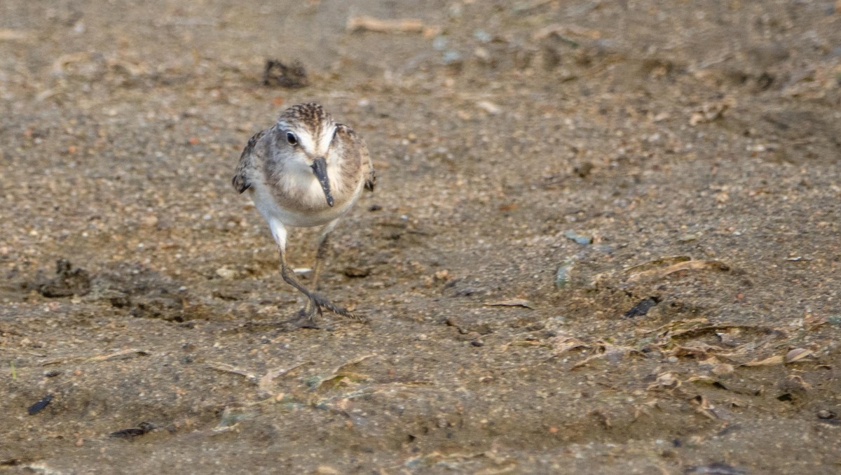 Semipalmated Sandpiper - ML645194126