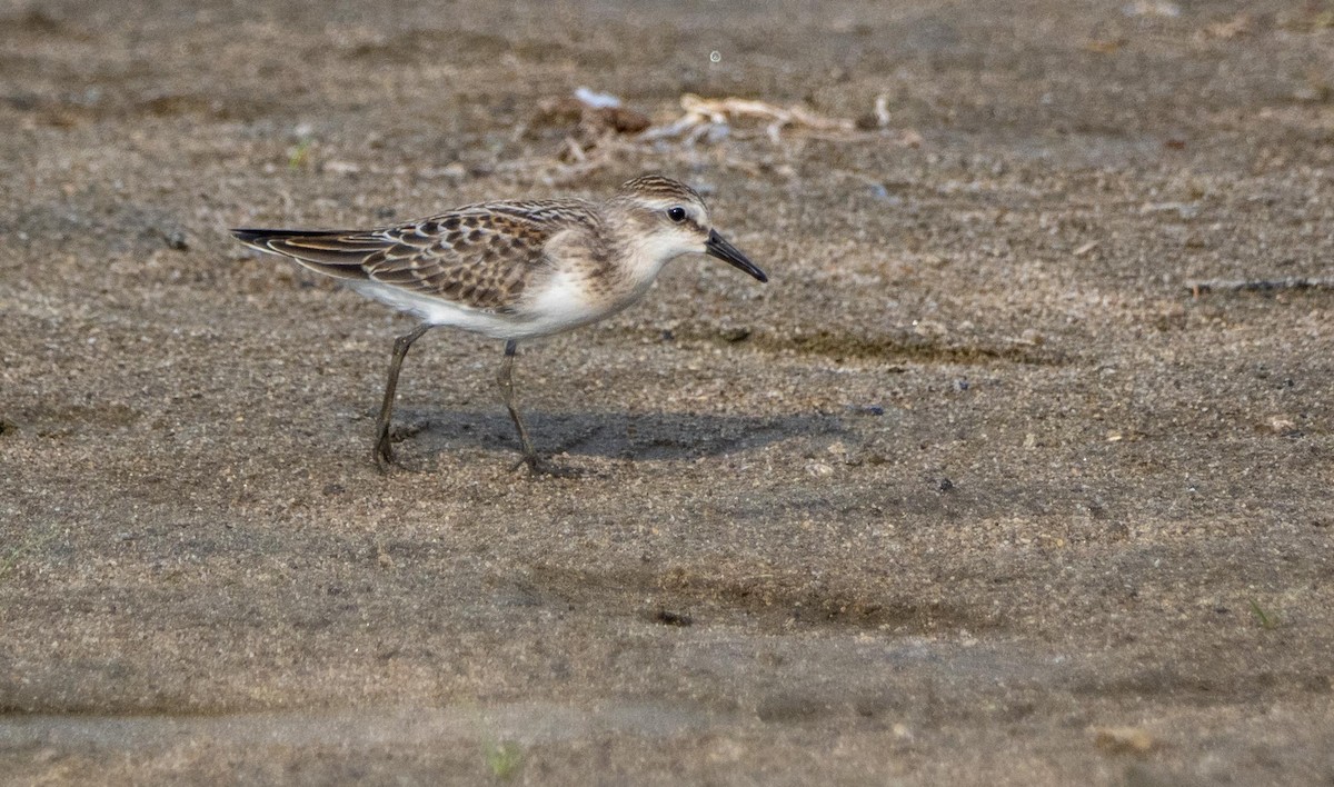 Semipalmated Sandpiper - ML645194127