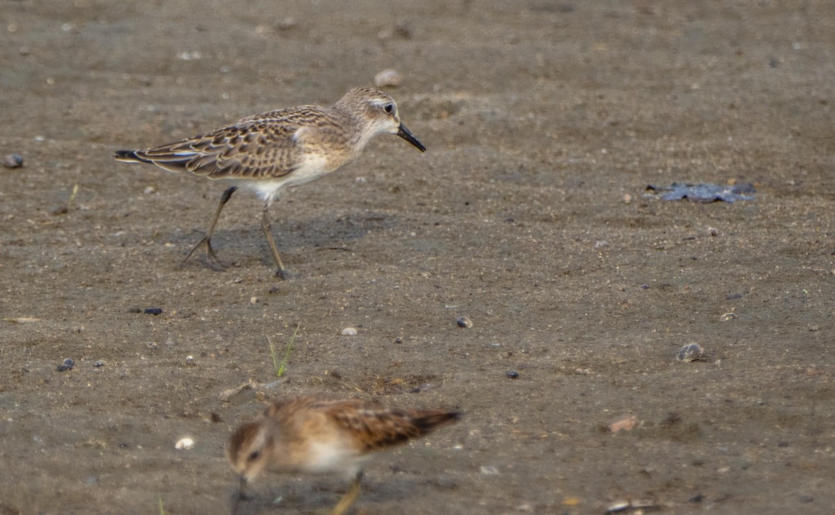 Semipalmated Sandpiper - ML645194128