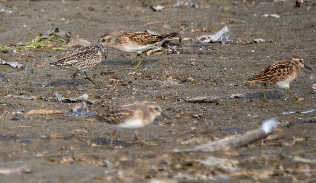 Semipalmated Sandpiper - ML645194129