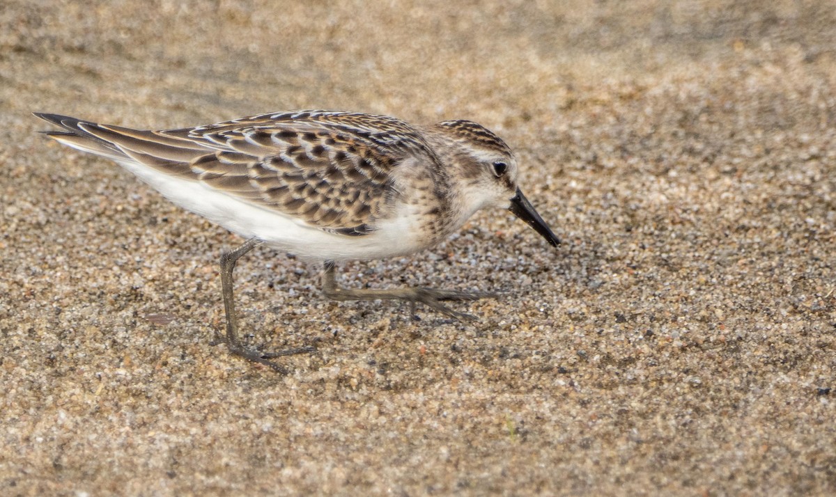 Semipalmated Sandpiper - ML645194130