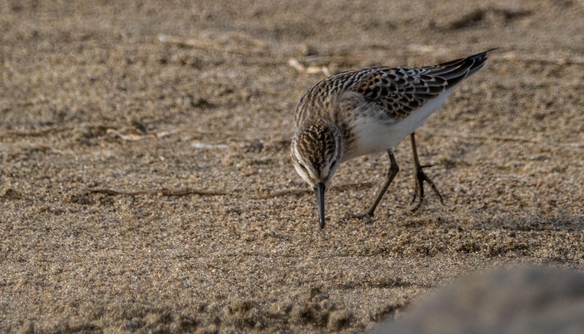Semipalmated Sandpiper - ML645194131