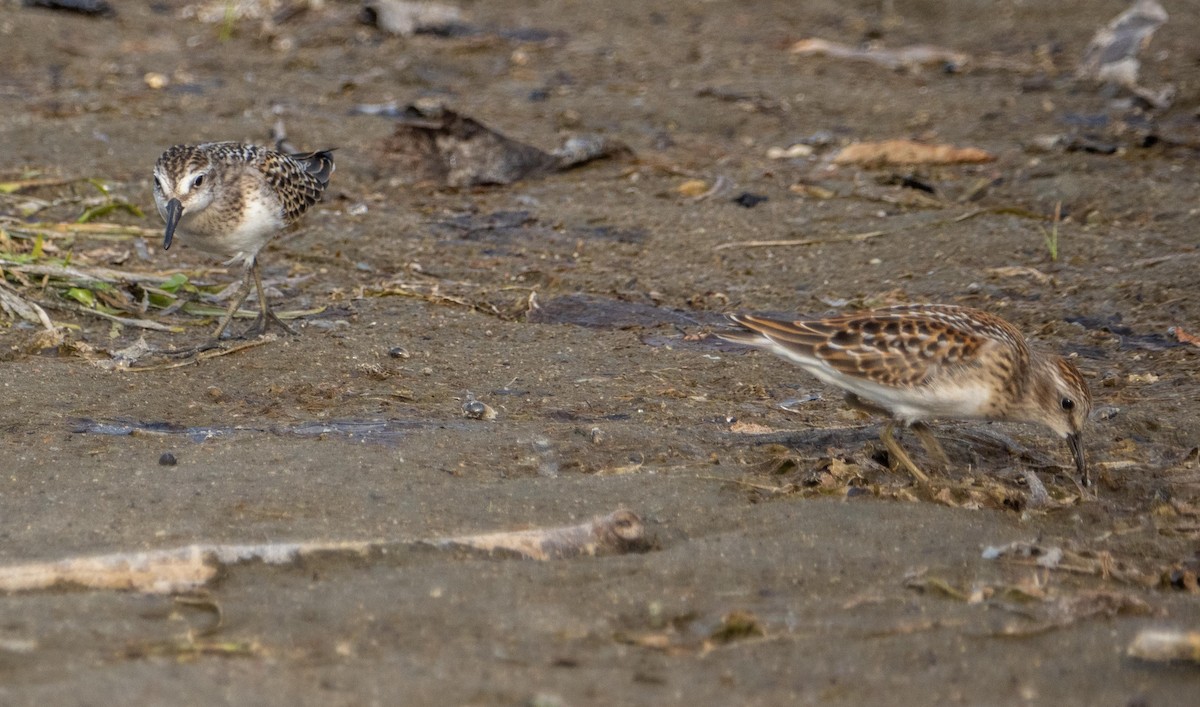 Semipalmated Sandpiper - ML645194132