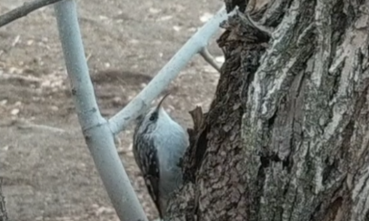 Brown Creeper - ML645194139