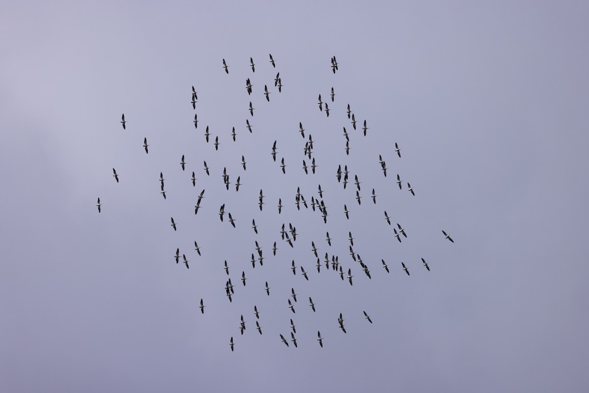 Pelícano Norteamericano - ML645194168