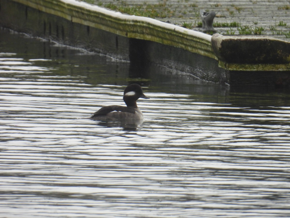 Bufflehead - ML645194179