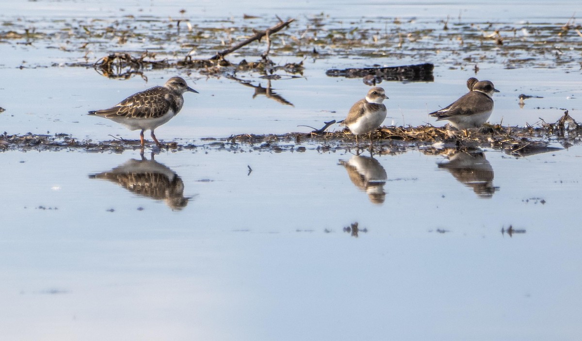 Semipalmated Plover - ML645194180