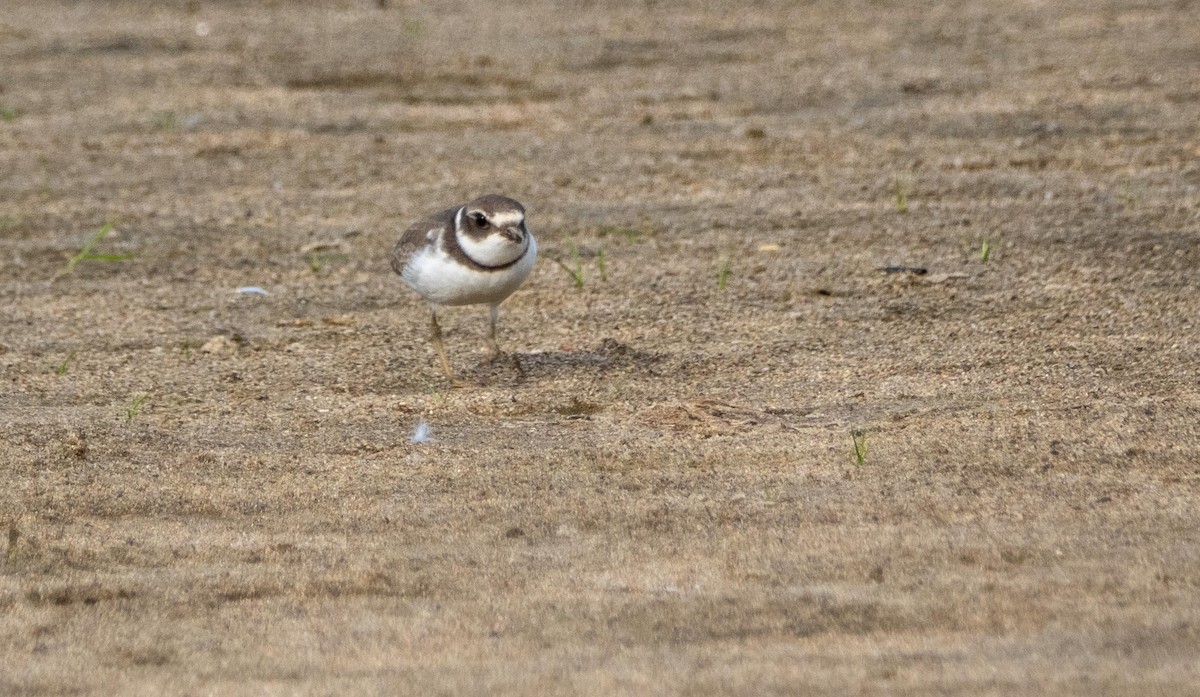 Semipalmated Plover - ML645194181