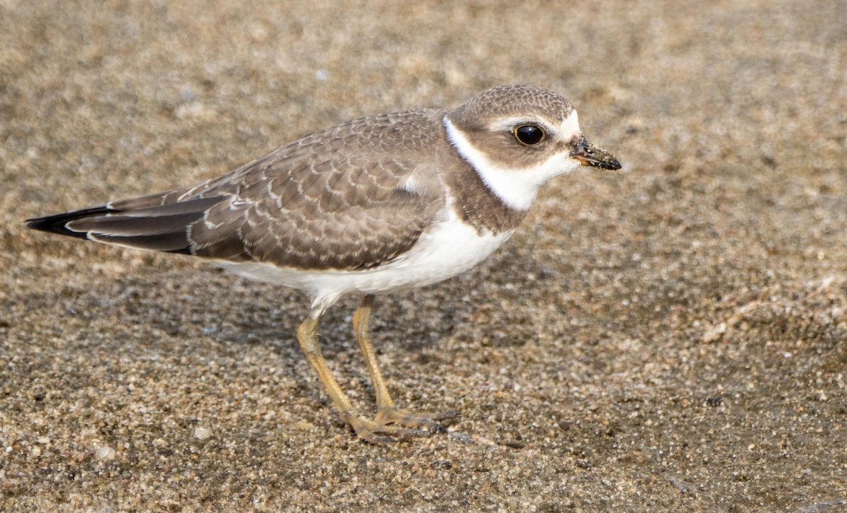 Semipalmated Plover - ML645194182