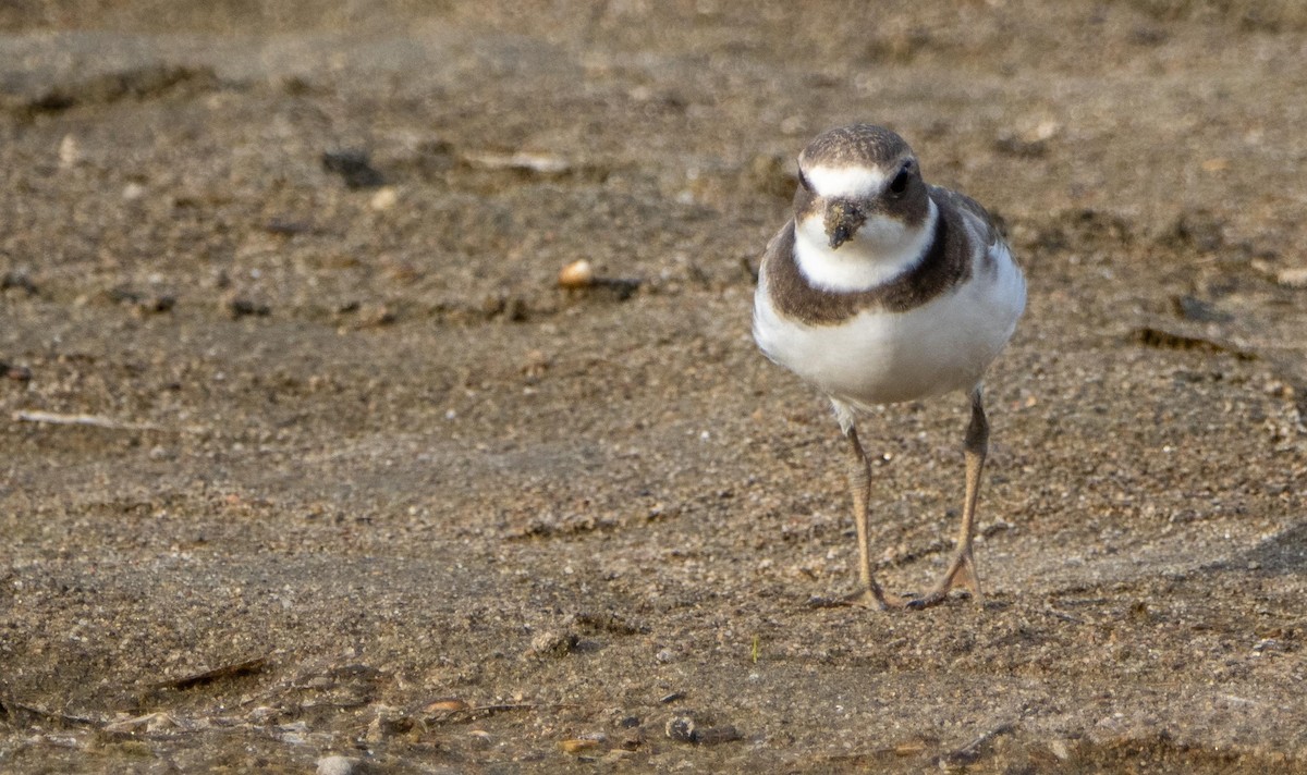 Semipalmated Plover - ML645194183