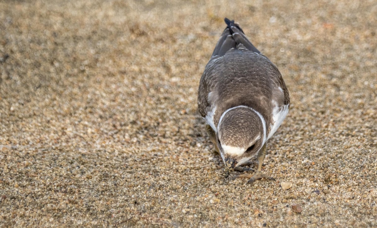 Semipalmated Plover - ML645194184