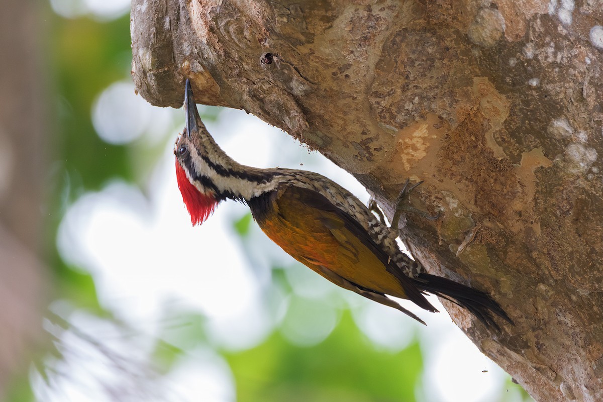 Himalayan Flameback - Anil Goyal