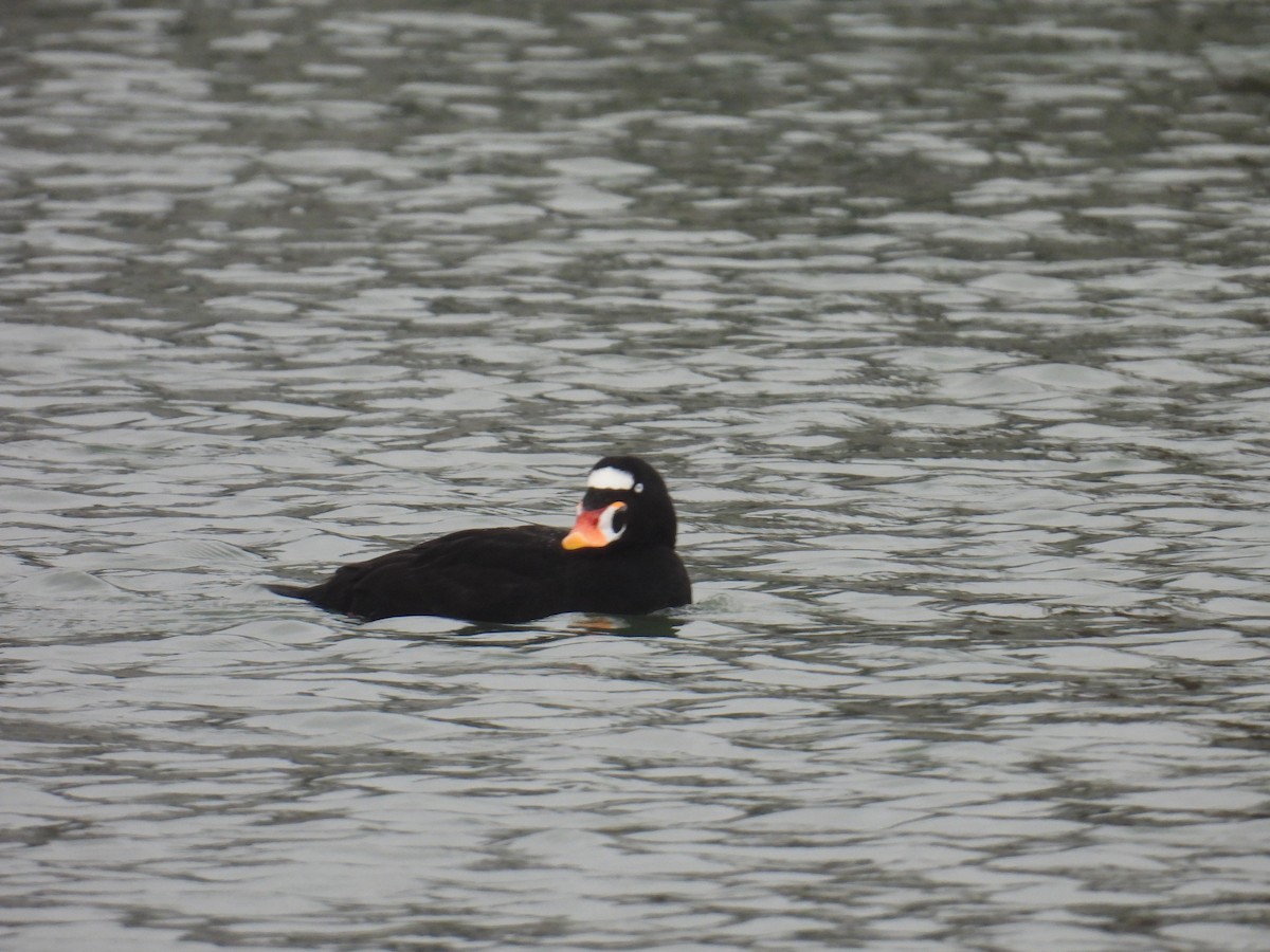 Surf Scoter - ML645194210