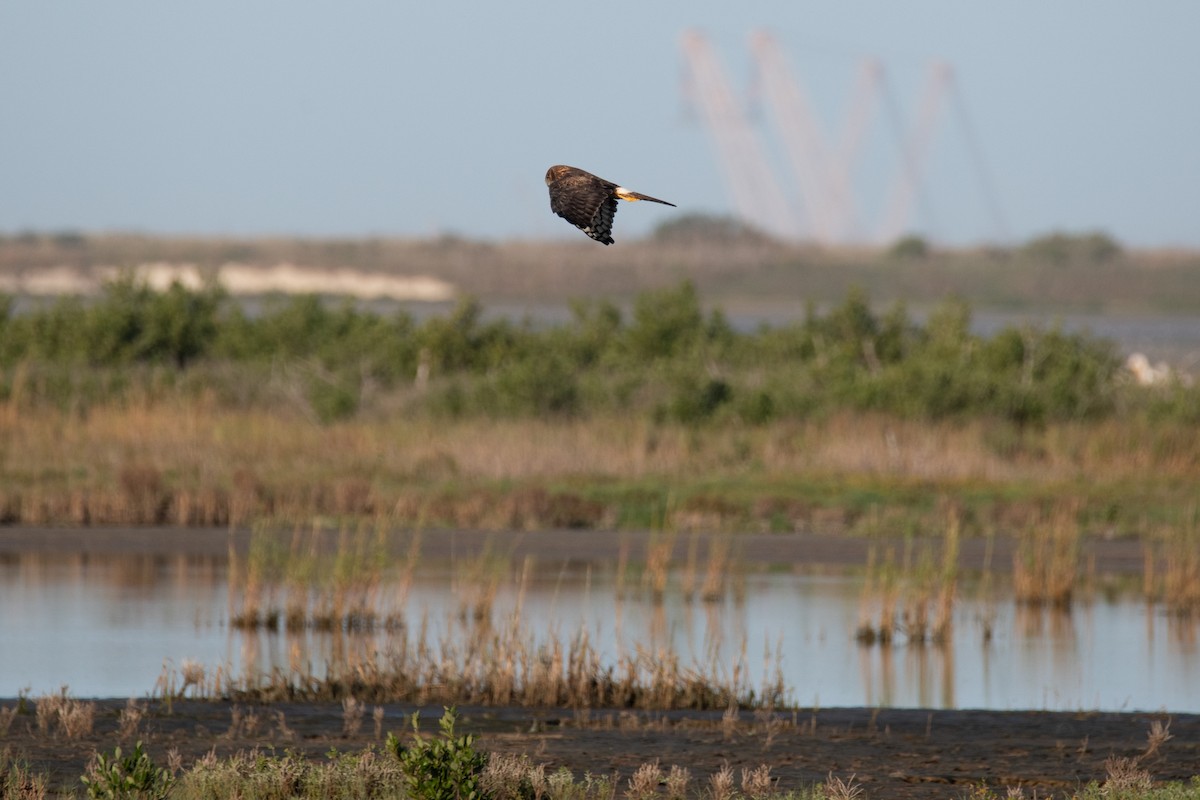 mørkmyrhauk - ML645194211