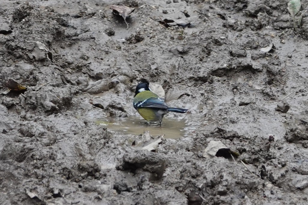 Carbonero Dorsiverde - ML645194214