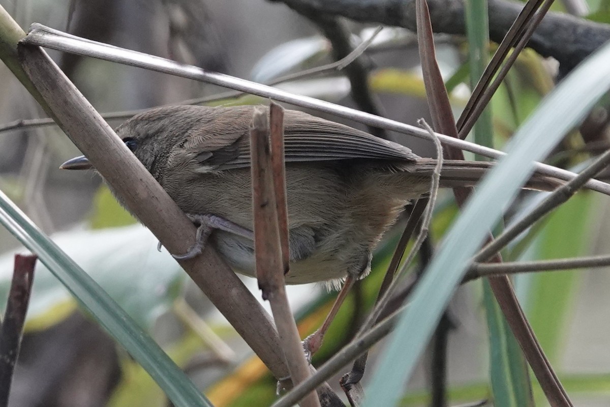 Brownish-flanked Bush Warbler - ML645194215