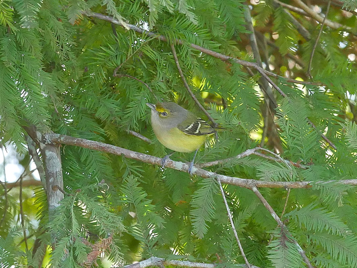 Weißaugenvireo - ML645194243
