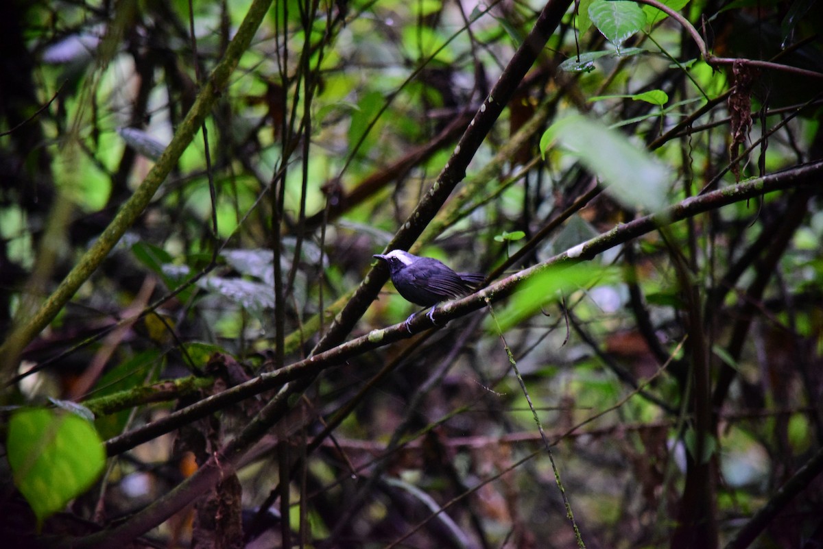 White-browed Antbird - ML645194247