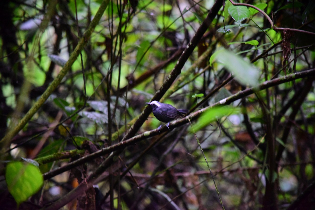 Hormiguero Cejiblanco - ML645194249