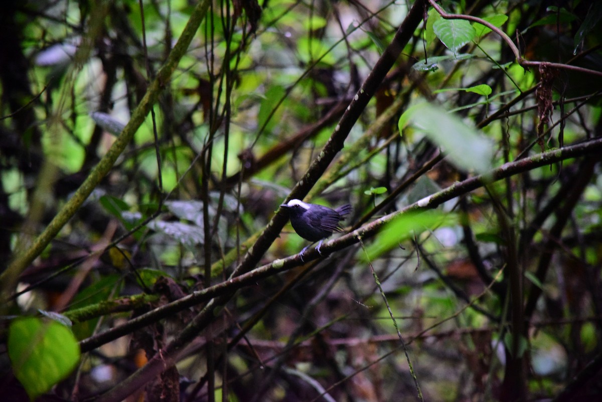 Hormiguero Cejiblanco - ML645194250