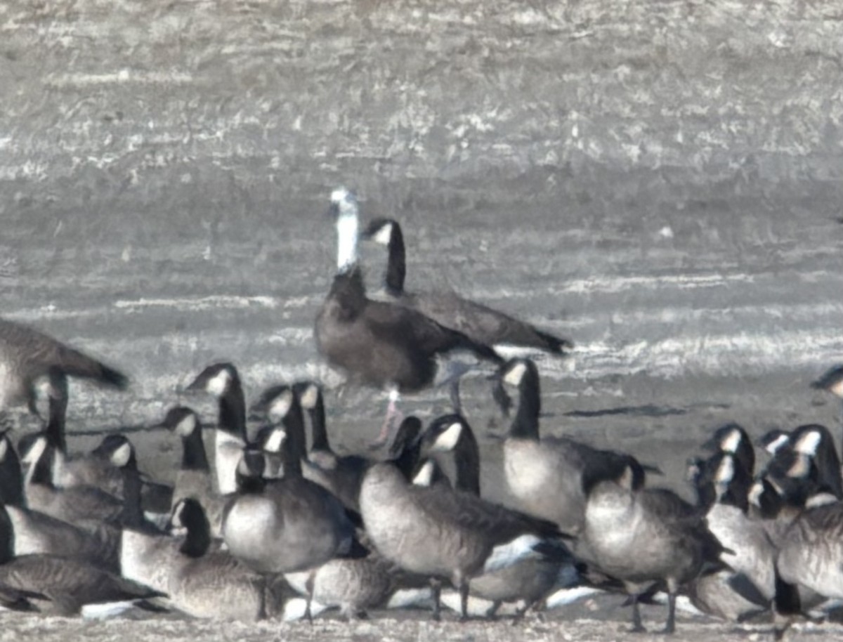 Ánsar Nival - ML645194252