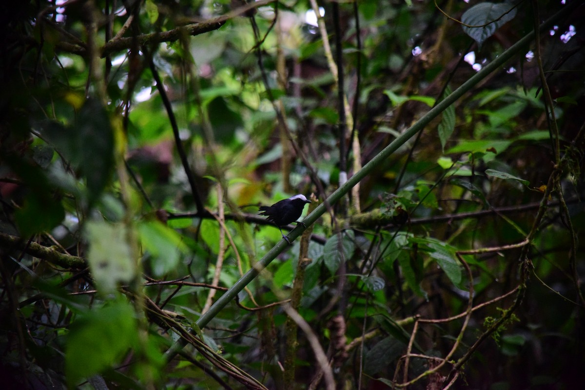 Hormiguero Cejiblanco - ML645194254