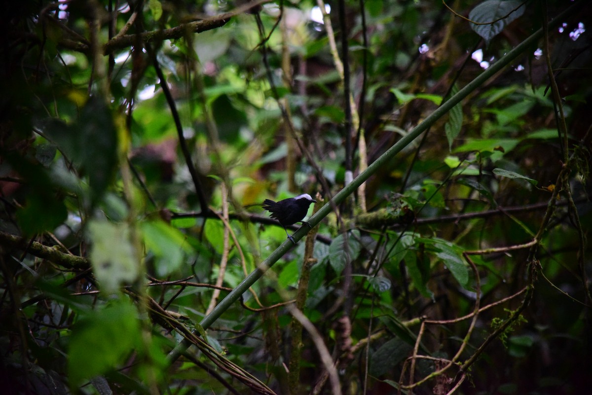 Hormiguero Cejiblanco - ML645194255