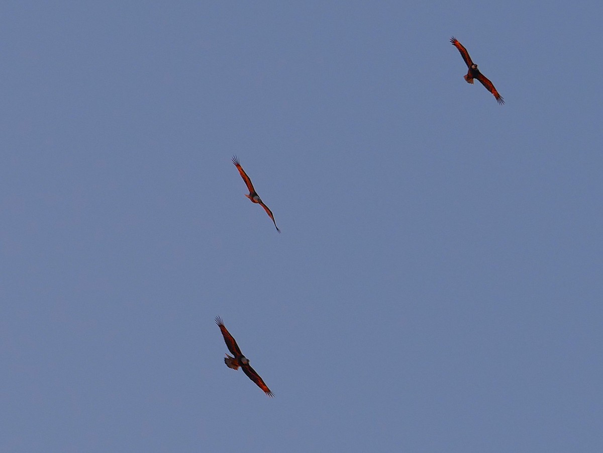 Pigargo Americano - ML645194257