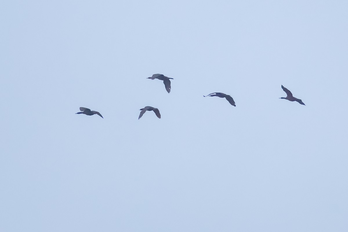 Cormorán Pelágico - ML645194258