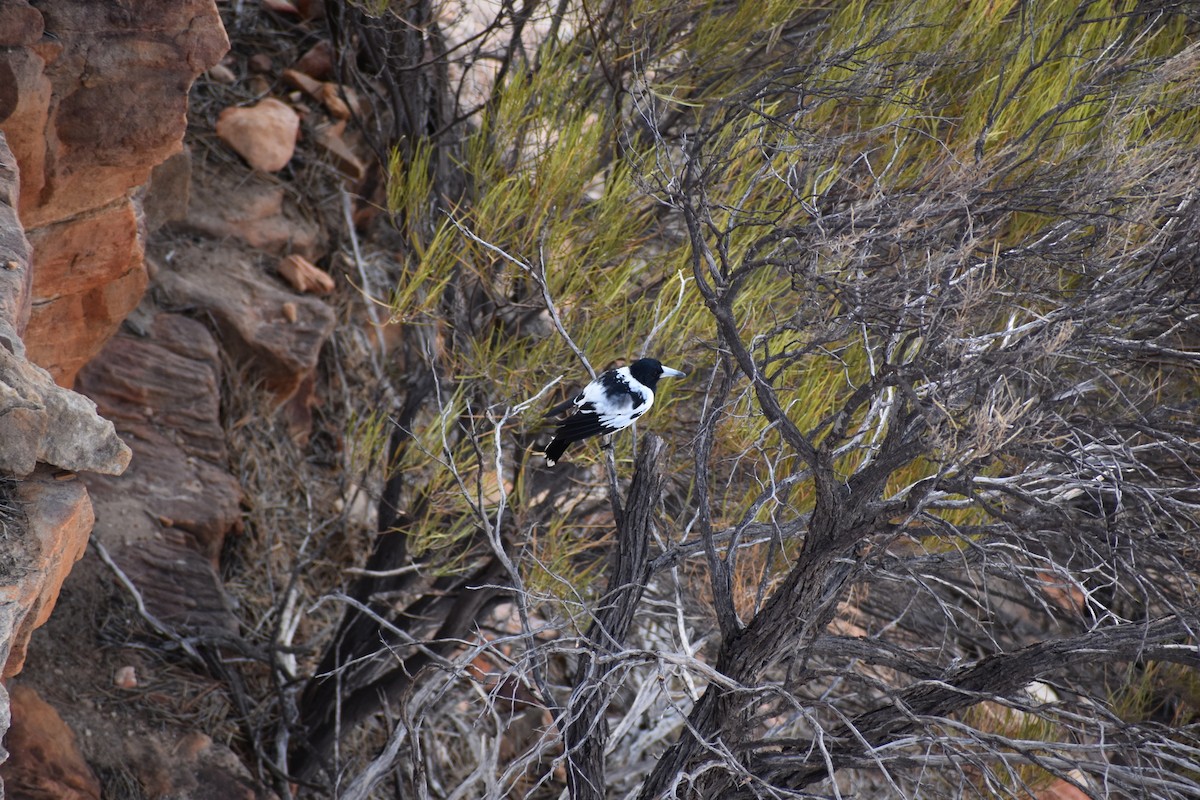 Verdugo Gorjinegro - ML645194259