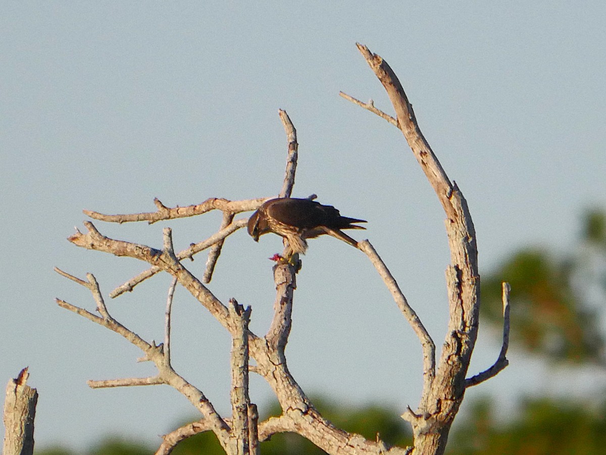 Esmerejón - ML645194260