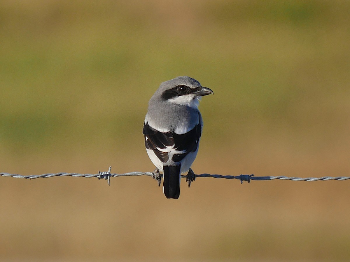Alcaudón Americano - ML645194261