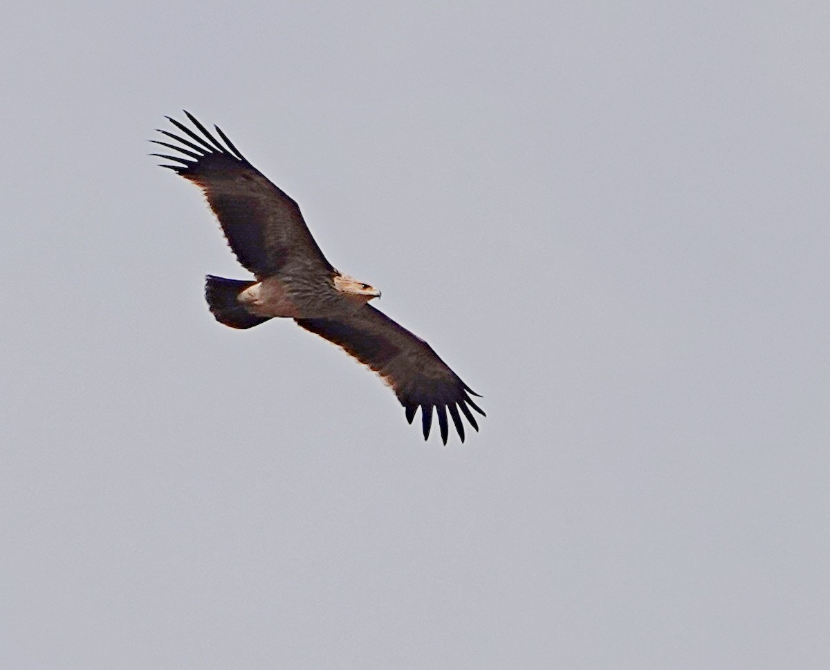 Águila Imperial Oriental - ML645194265