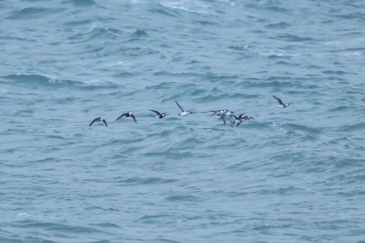 Arao Común - ML645194266