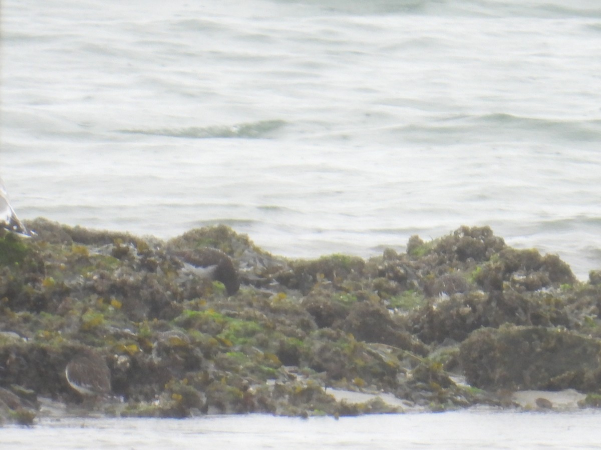 Vuelvepiedras Oscuro - ML645194267