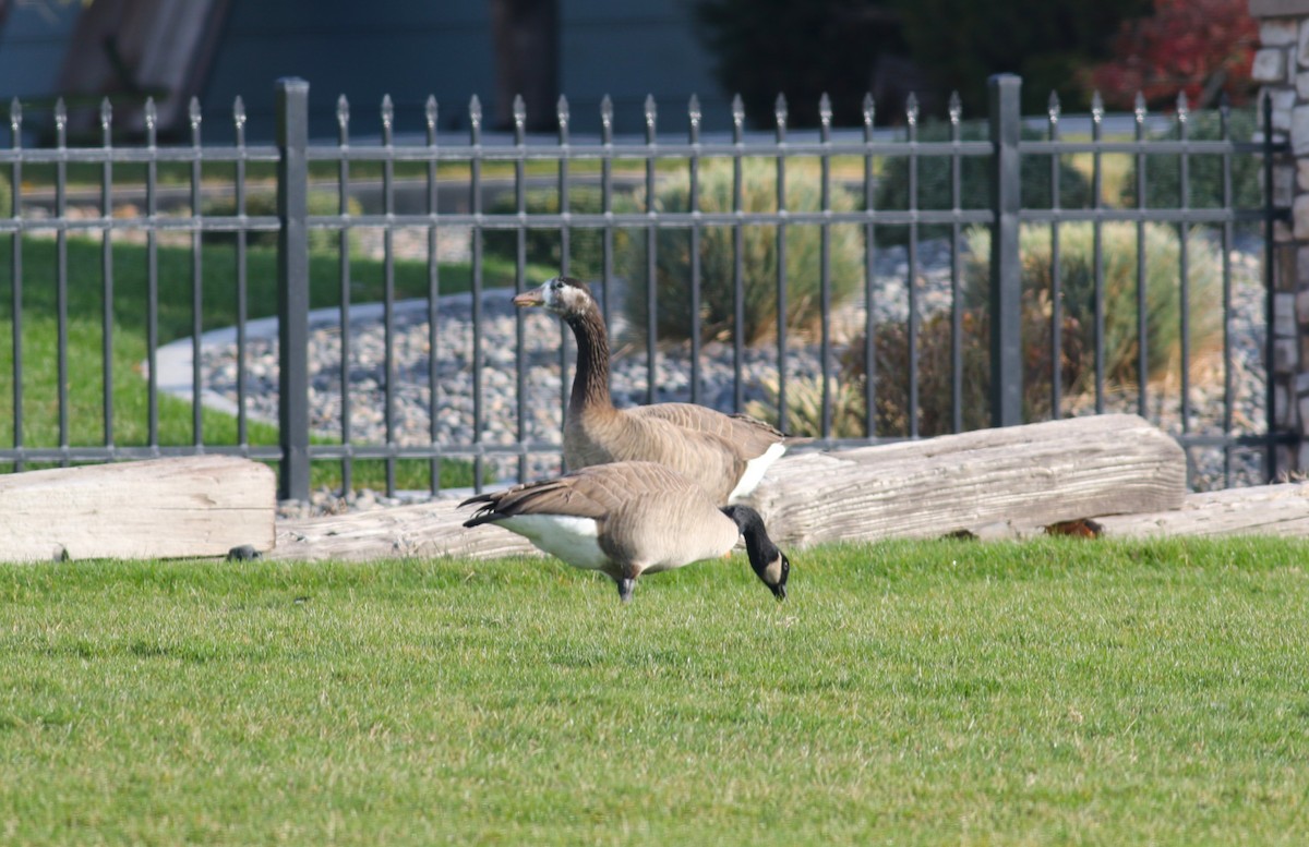Ánsar sp. (variedad doméstica) x Barnacla Canadiense Grande (híbrido) - ML645194268