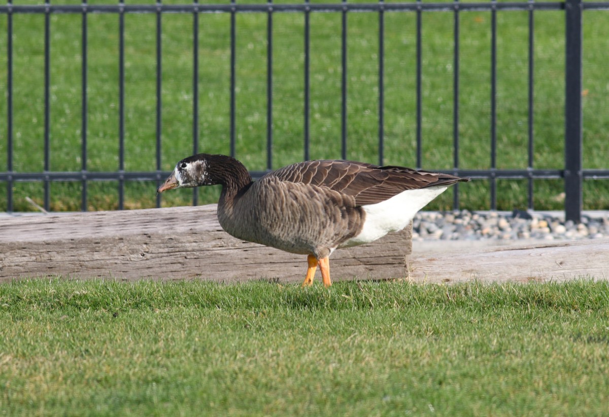 Ánsar sp. (variedad doméstica) x Barnacla Canadiense Grande (híbrido) - ML645194269