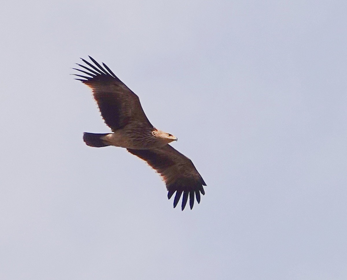 Águila Imperial Oriental - ML645194270