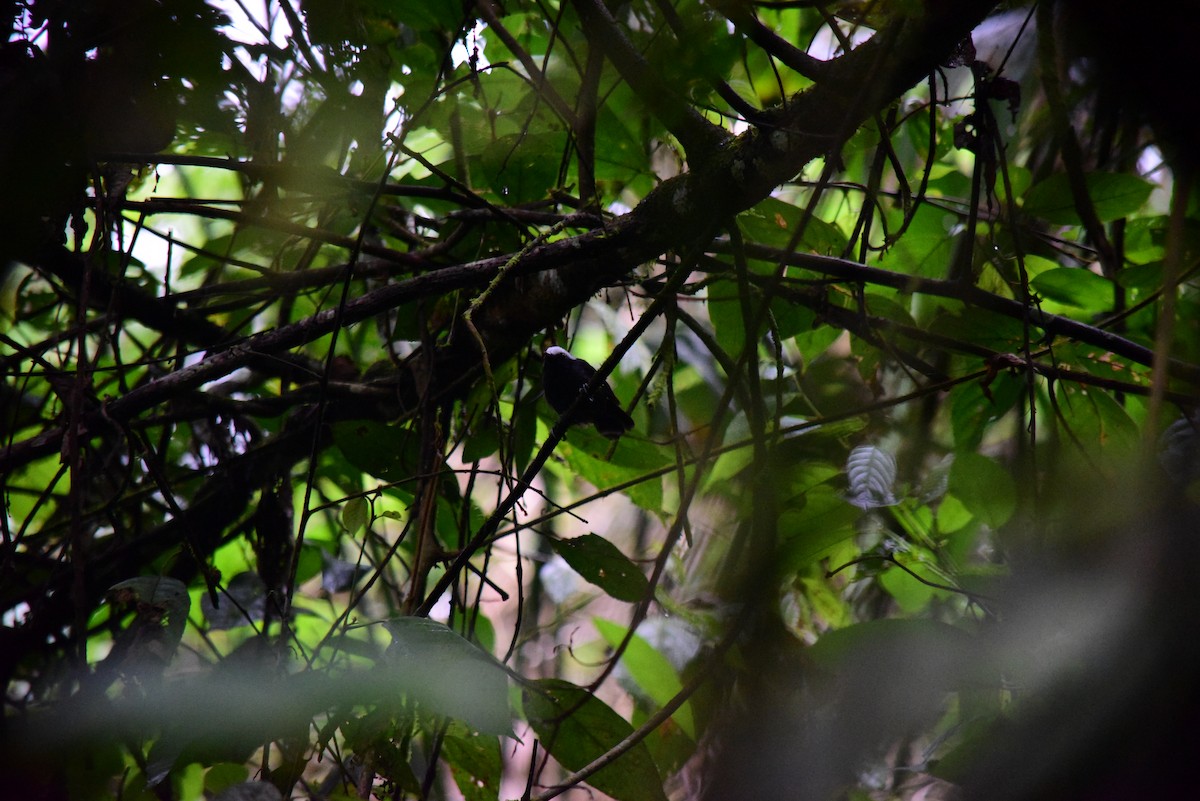 Hormiguero Cejiblanco - ML645194271