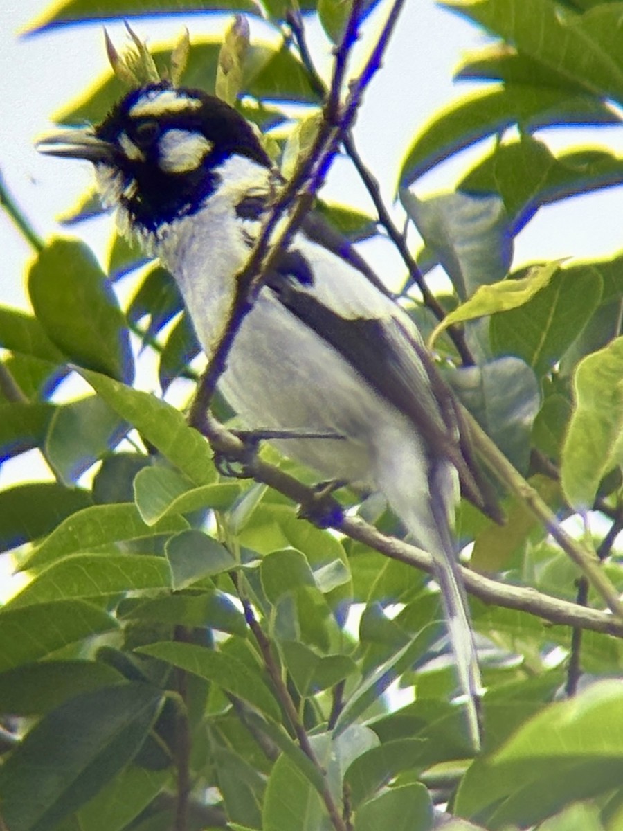 Monarca Orejudo - ML645194272