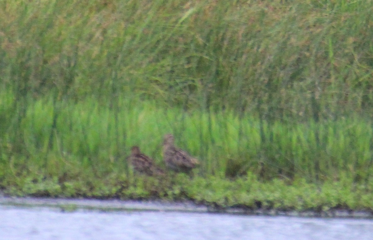 Agachadiza Japonesa - ML645194276