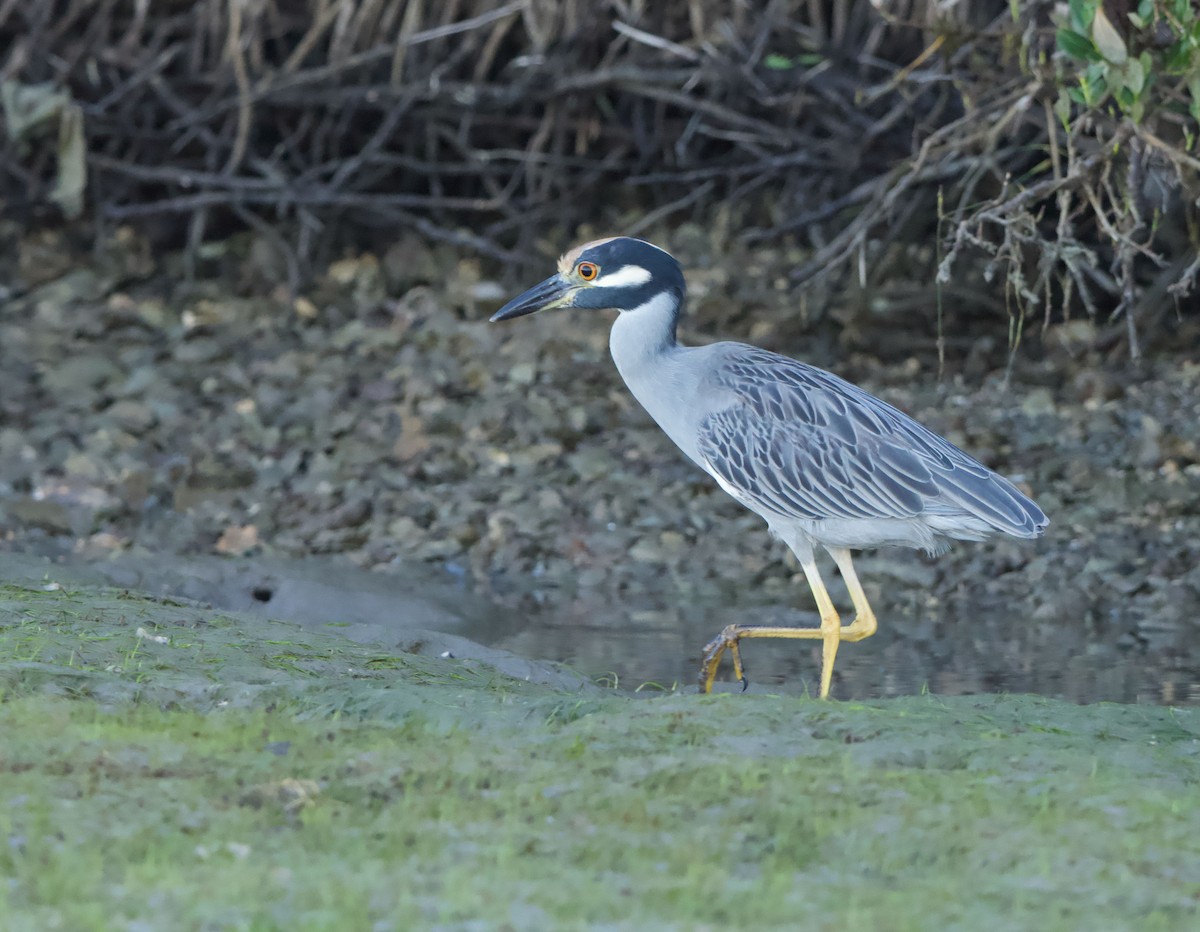 Martinete Coronado - ML645194280
