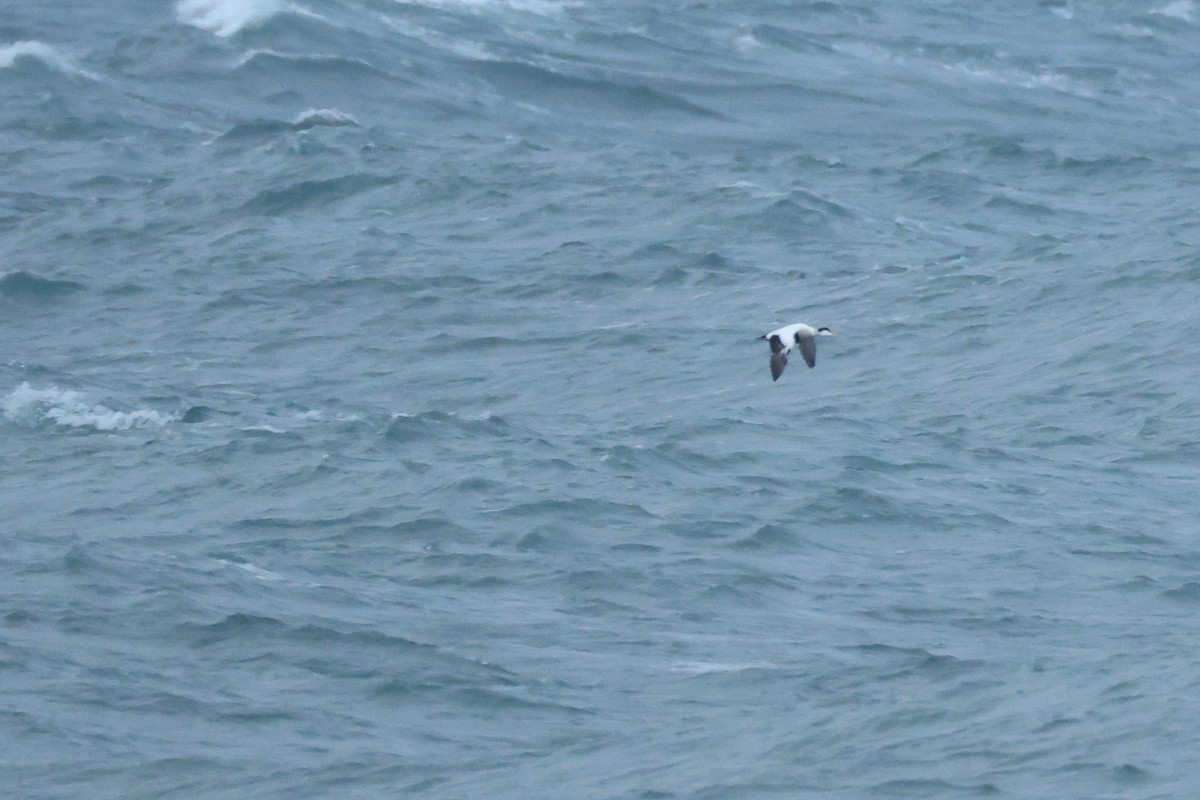 Éider Común - ML645194281