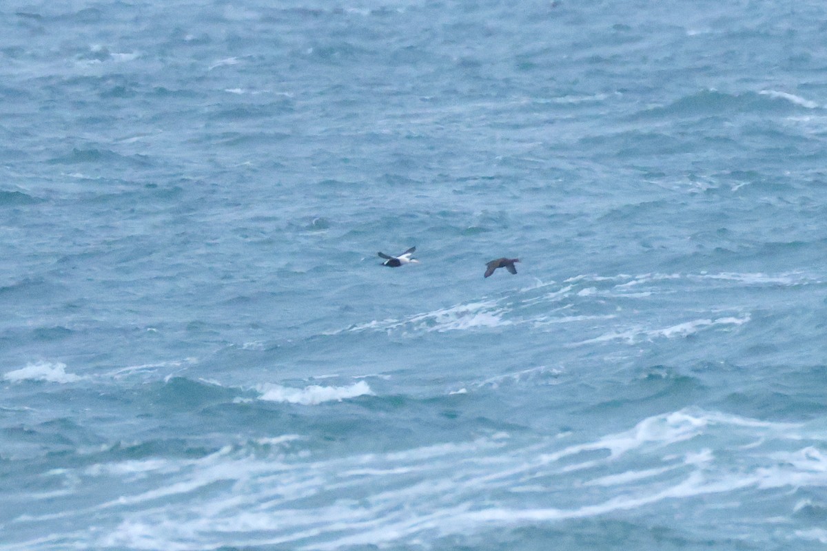 Éider Común - ML645194282