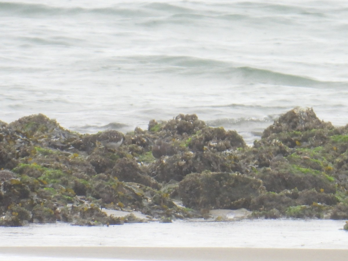 Vuelvepiedras Oscuro - ML645194287