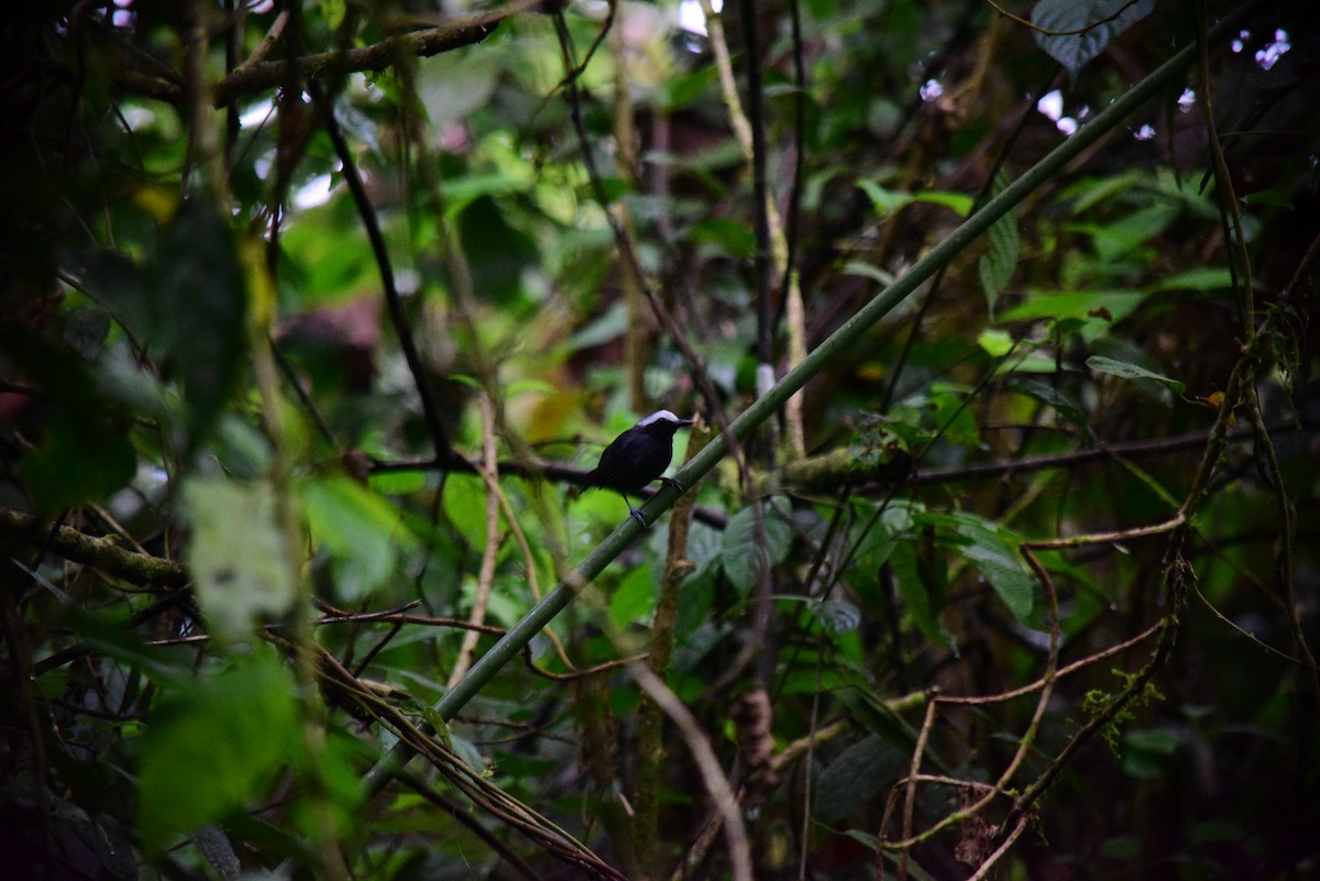 White-browed Antbird - ML645194293