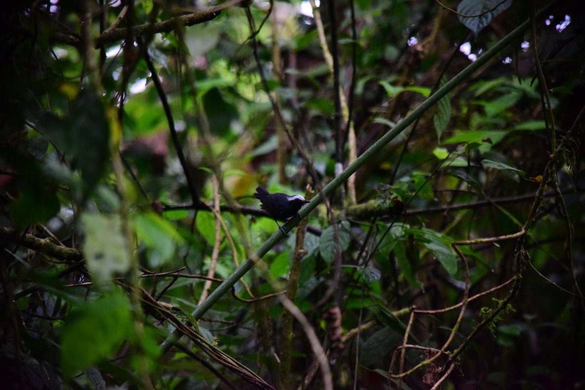 White-browed Antbird - ML645194294