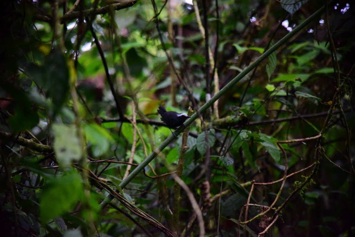 White-browed Antbird - ML645194297