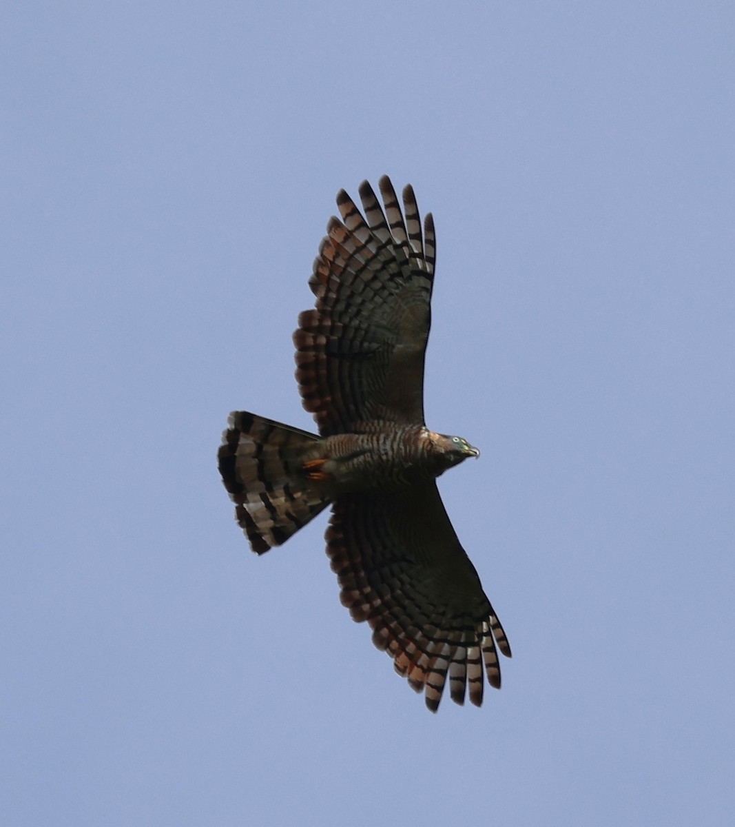 hákozobec neotropický - ML645194302